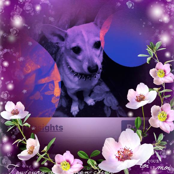 Meet your Posher,  Sammie! - Picture 1 of 1